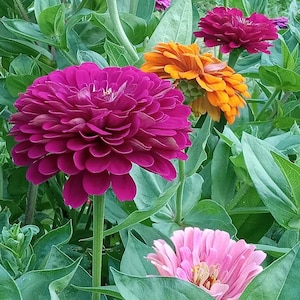 May include: Close-up of a vibrant pink zinnia flower with a fuzzy texture. The flower is surrounded by green leaves and other flowers in shades of orange and pink.
