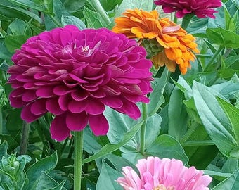 Biancalani 花瓶☆SALE Verve Whirlygig Assorted Zinnia Seeds