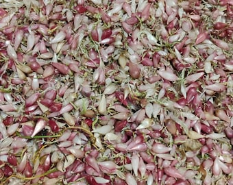 Japanese Garlic (Ajo Japones) Count per bag= 30-60-130-150-250-400 //100% Natural!//