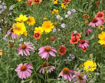Honey Bee Wildflower Seed Mix: Nectar & Pollen Blend
