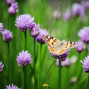 Chive Seeds, Herb, Perennial Plant, Culinary, Easy to Grow, Container Plant, Allium schoenoprasum, 20 Seeds