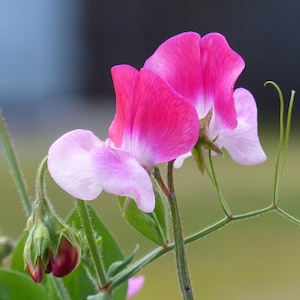 Painted Lady Sweet Pea Heirloom Seeds - Pink and White Flowers, Attracts Butterflies to Your Garden, 5 Seeds