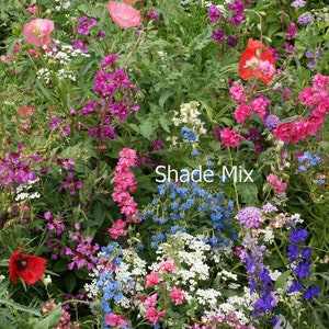Wildflower Seeds for Containers - Attracts Butterflies and Hummingbirds to Your Garden - Floral Flowers