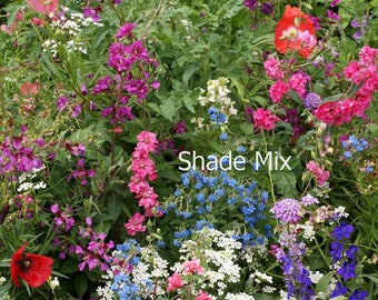 Wildflower Seeds for Containers - Attracts Butterflies and Hummingbirds to Your Garden - Floral Flowers