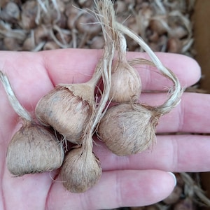 5 Baby Saffron Bulbs: Crocus Sativus Corms for Home Gardens