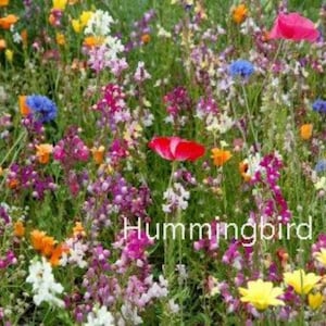 Hummingbird Wildflower Seed Mix, Sample Pack, 1 Gram - Pure Seeds