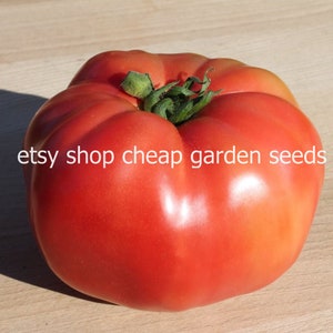 African Queen Heirloom Tomato, Large Beefsteak, 10 Seeds