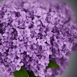 Fragrant Lilac Tree Seeds – Grow Beautiful Purple Blooms for Your Garden, 5 Seeds