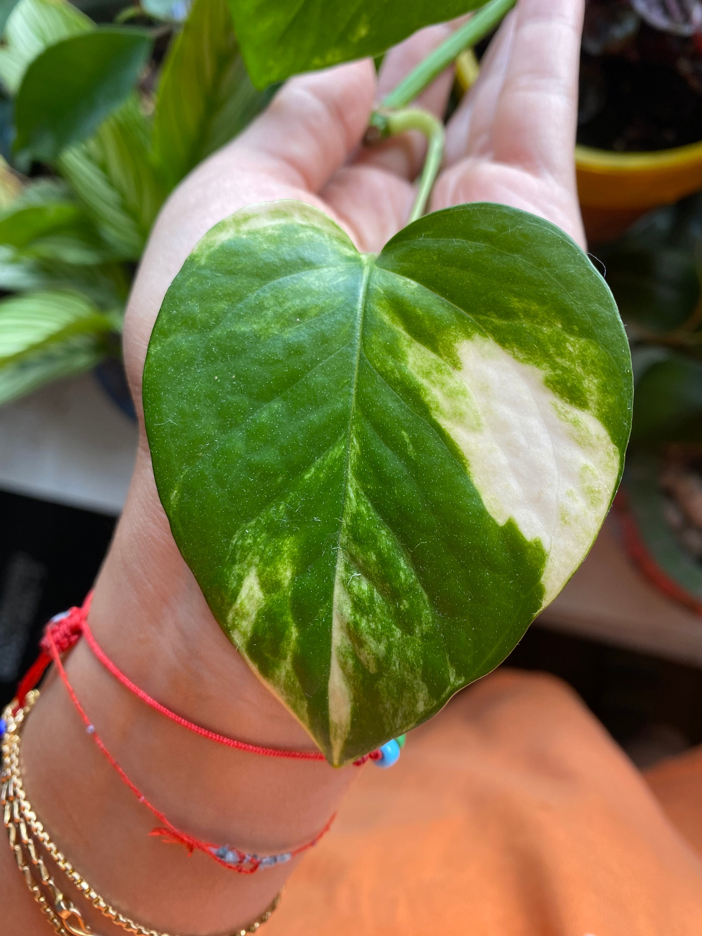 WHITE SPORT Golden Pothos - Etsy
