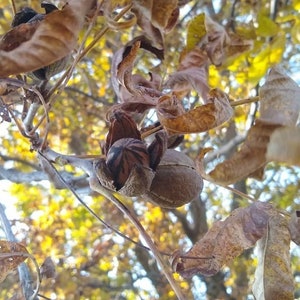 Northern Pecan Tree Seedling, Hardy Carya illinoiensis, Zone 5