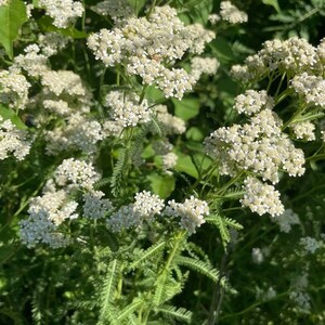 Potted Yarrow Plant, Achillea millefolium, White Flower, Pollinator Plant