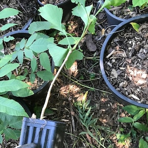 May include: A green ginkgo tree sapling with several leaves growing out of a black plastic pot. The sapling is being held by a gloved hand.