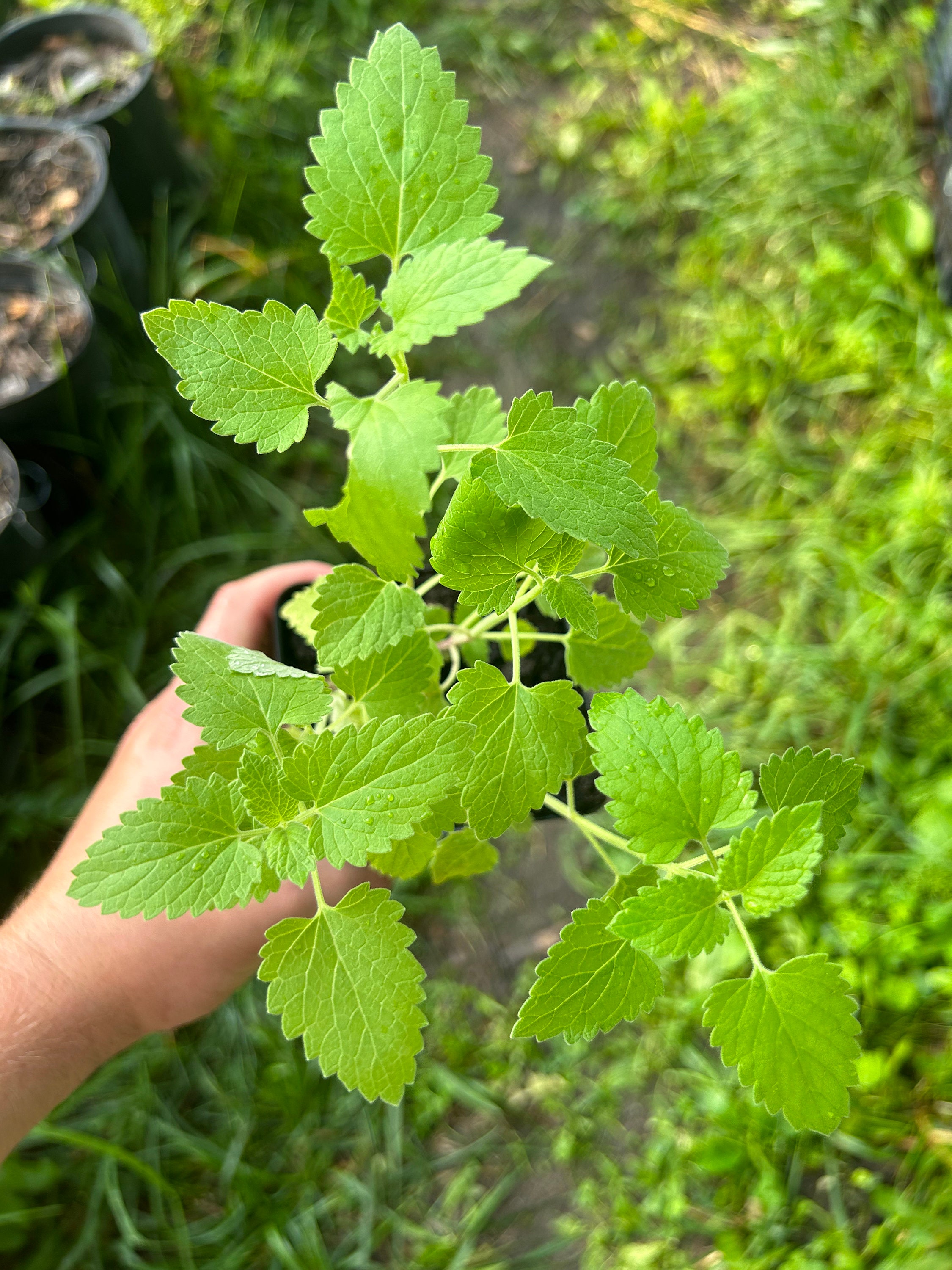 Catnip Live Potted Plants Nepeta Cataria Cold Hardy Herb Zones 3-9 - Etsy