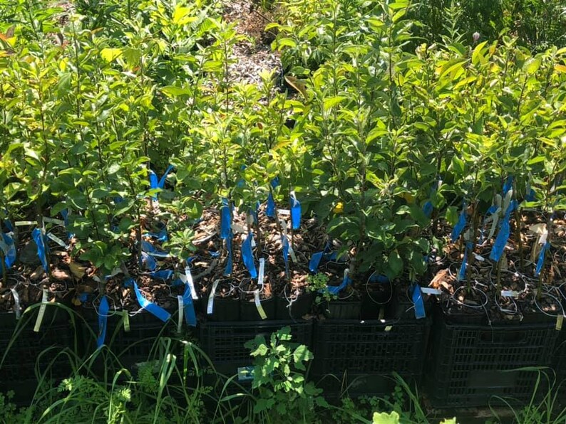 Heirloom Apple Cultivar Trees, SemiDwarf, Grafted, Old World Varieties