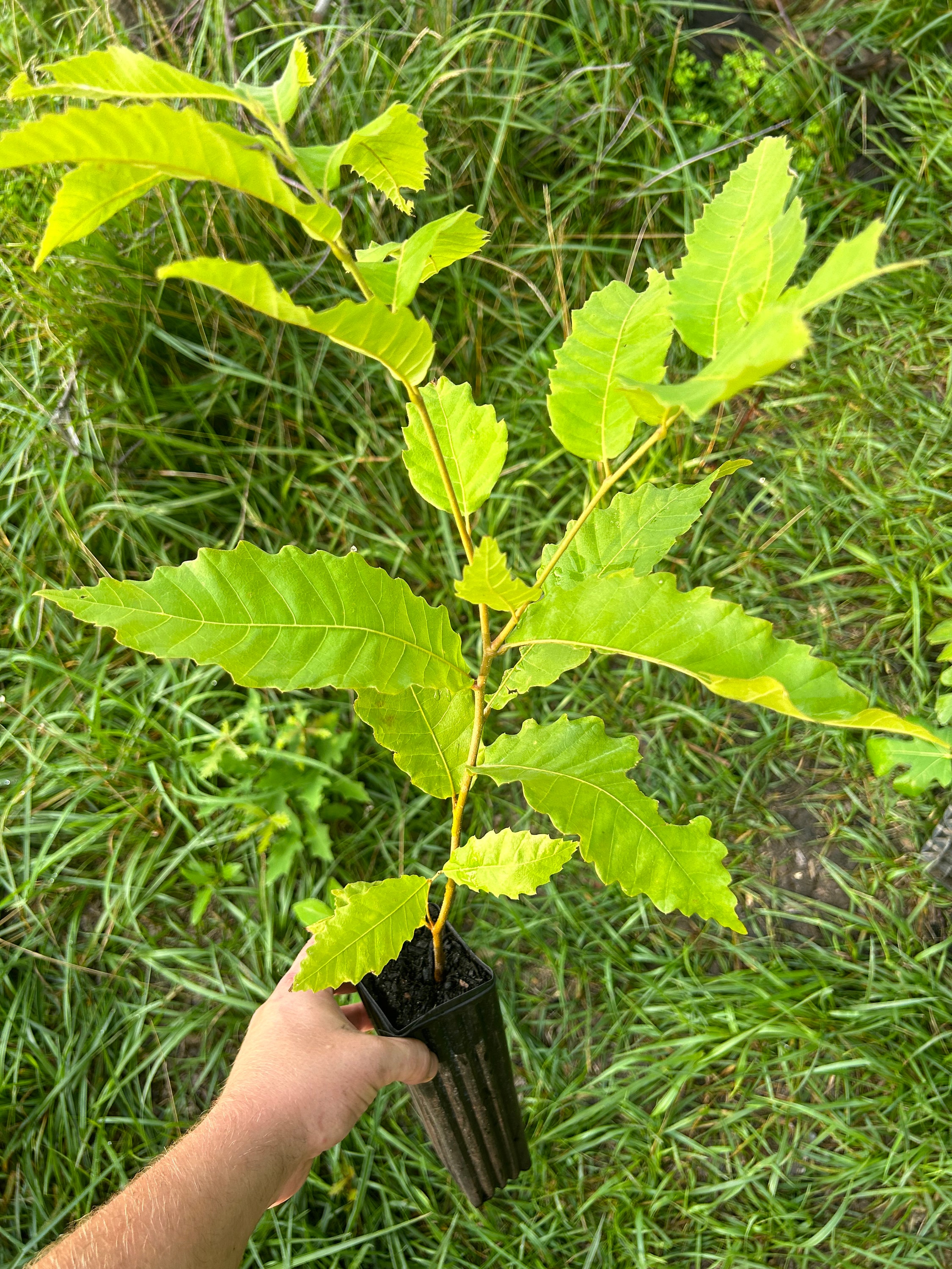American Chestnut/castanea Dentata Seedling Nut Tree 10 Inch Etsy