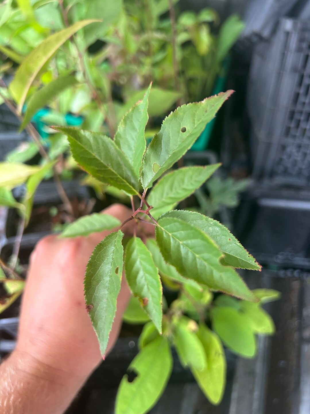 Morning Sun Wild Goose Plum/hortunlan Plum/prunus Hortulana/wild IL