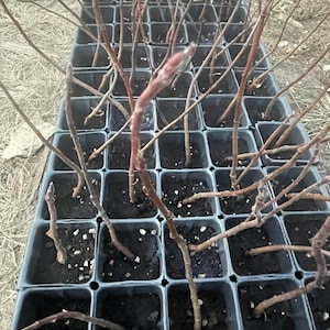 Serviceberry Live Potted Seedling From Cultivar Parents "Honeywood" & "Northline" Amelanchier alnifolia Juneberry Saskatoon Shadbush Shrub