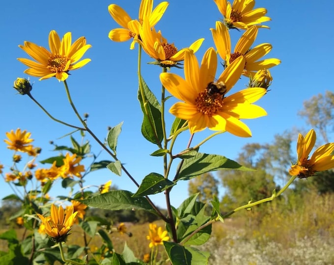 Jerusalem Artichoke Plants For Sale