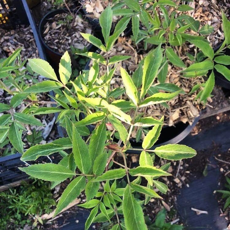 Elderberry Potted Plants Cultivar and Wild American Elder / Etsy