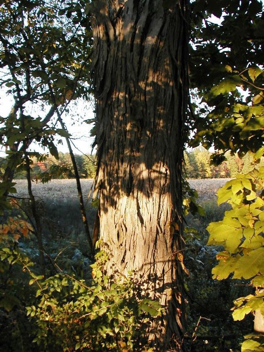 Wild Shagbark Hickory carya Ovata Native IL Potted Plant Seedling, USDA Grow Zone 48 Nut Tree