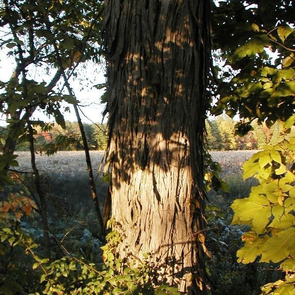 Wild Shagbark Hickory (Carya ovata) Native IL Potted Plant Seedling, USDA Grow Zone 4-8 Nut Tree