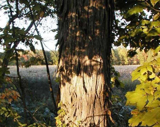 Shellbaark Tree Hickory Nuts, Shagbark, Shellbark Hickory Nuts, Mixed Fresh Hickory ...