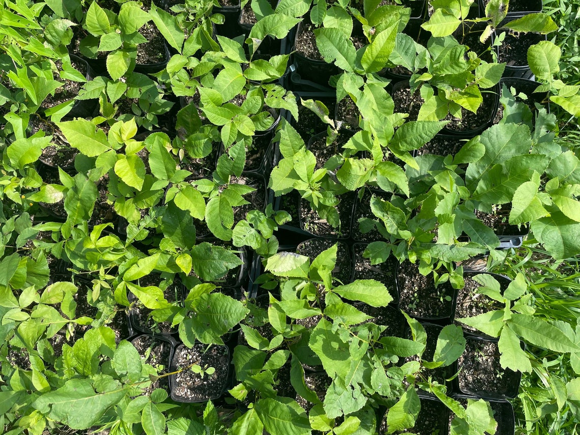 Hican Nut Tree Seedling From Select Parent Trees Carya X Etsy