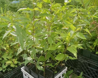 Live Black Cherry Fruit Tree, Potted Native Prunus Serotina
