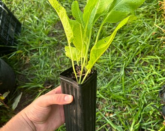 Horseradish Potted Live Plant Armoracia rusticana Hardy Zone 2-9 perennial vegetable