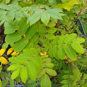 May include: A close-up of a green leafy plant with multiple branches and leaves. The leaves are a vibrant green color and have a slightly serrated edge.