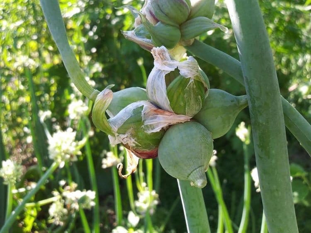 Walking Onion, Tree Onion and Egyptian Multiplier Onion allium