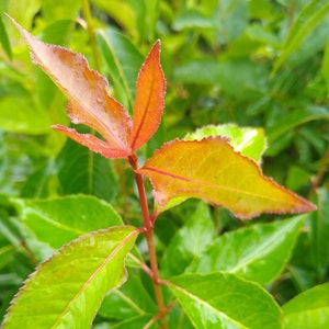 Blackhaw Viburnum Seedling, 10 inch deep root pot + 10+ inches of growth, Viburnum prunifolium
