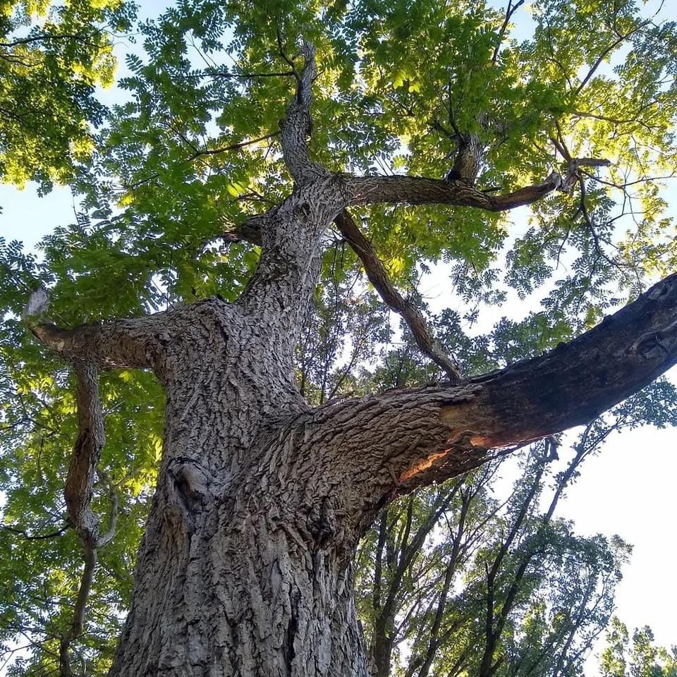 Lemax Houses Butternut, White Walnut #7029 (JS) - 2-1/2 Butternut Tree Large #64098 Red