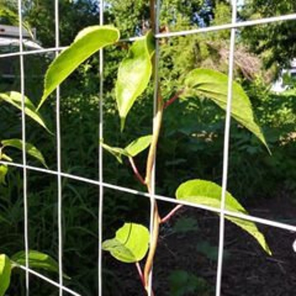 Hardy Kiwi Male + Female Actinidia arguta Live Potted Plant Vine Cold Hardy Perennial