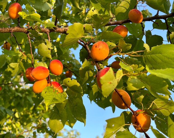 Manchurian Apricot/prunus Mandshurica Seedling Live Potted Tree Cold