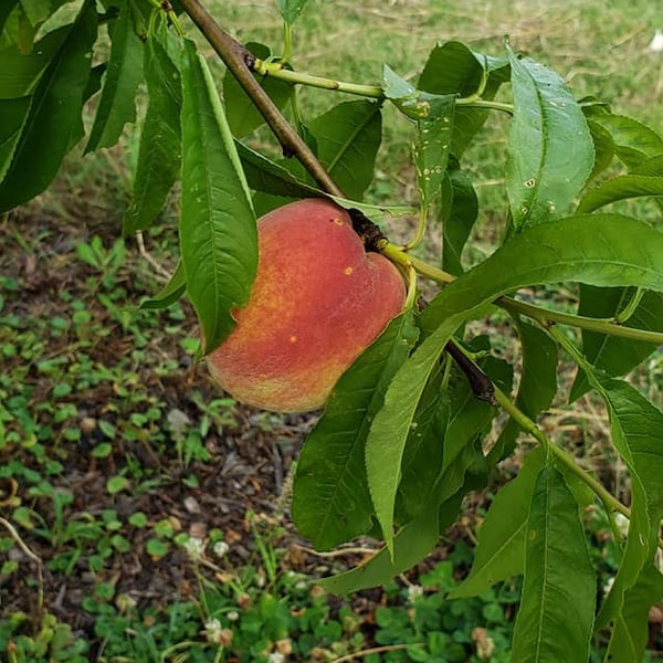 Hardy Peach Trees,USDA Hardiness Zone 5b, Seedlings from Prunus persica, Self-Fertile Fruit Tree