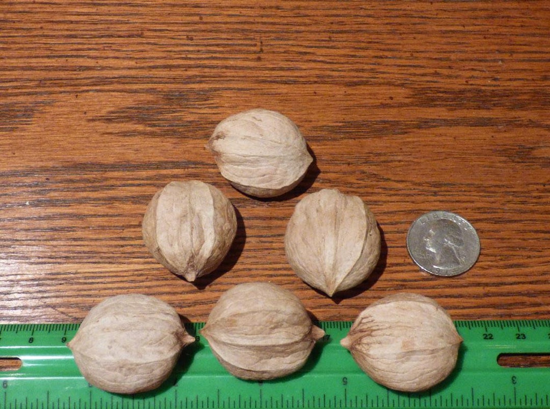 Grainger Shagbark Hickory (carya Ovata) Seedling Prime