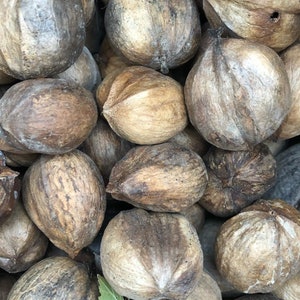 May include: A close-up of a pile of brown, textured pecan shells.