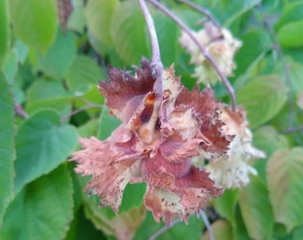 Hybrid Hazelnut Live Plant, Corylus Filbert, USDA Zone 5b