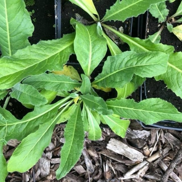 Perennial Broccoli/Turkish Rocket/Bunias orientalis Live Potted Seedlings Perennial-Vegetable Cold Hardy Zone 4-9 Full Sun-Part Shade