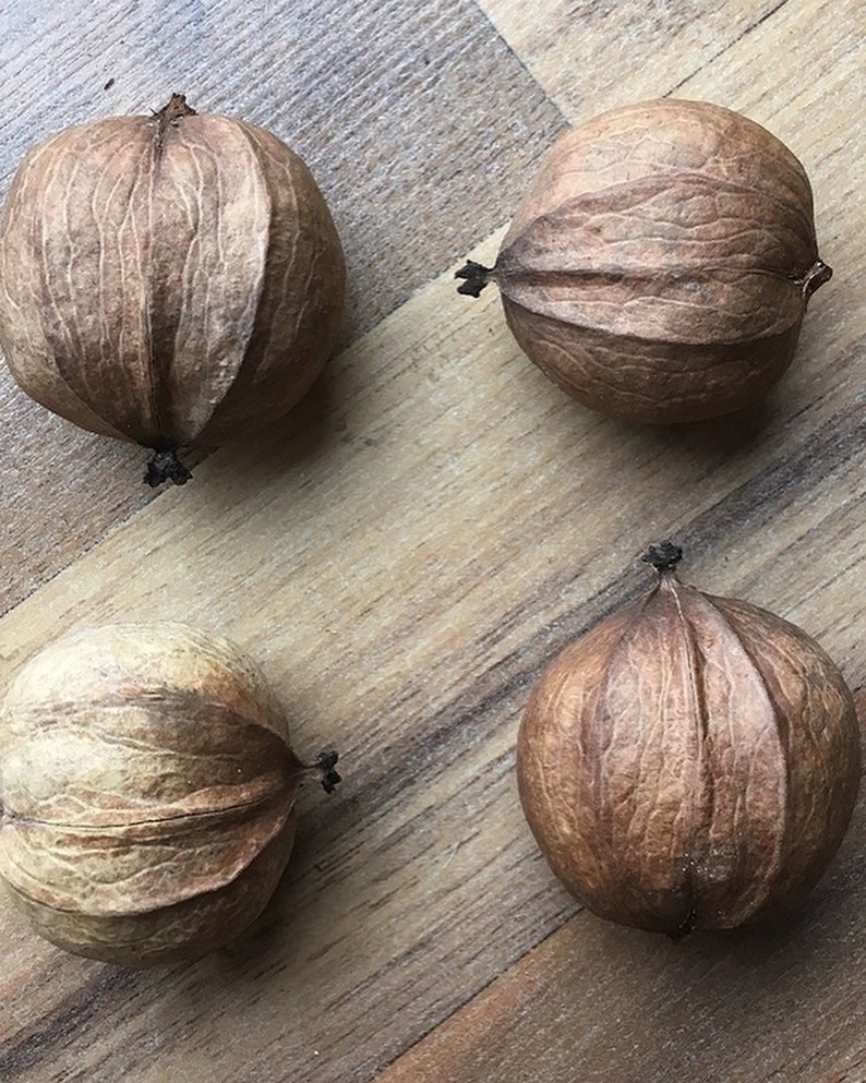 Wild Shagbark Hickory carya Ovata Native IL Potted Plant Seedling, USDA