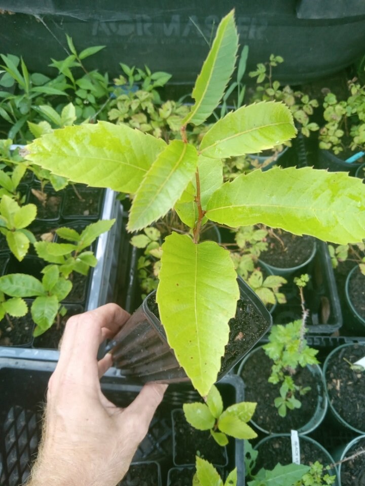 Ozark Chiquapin/chinkapin/castanea Ozarkensis Live Potted Tree Zones 5