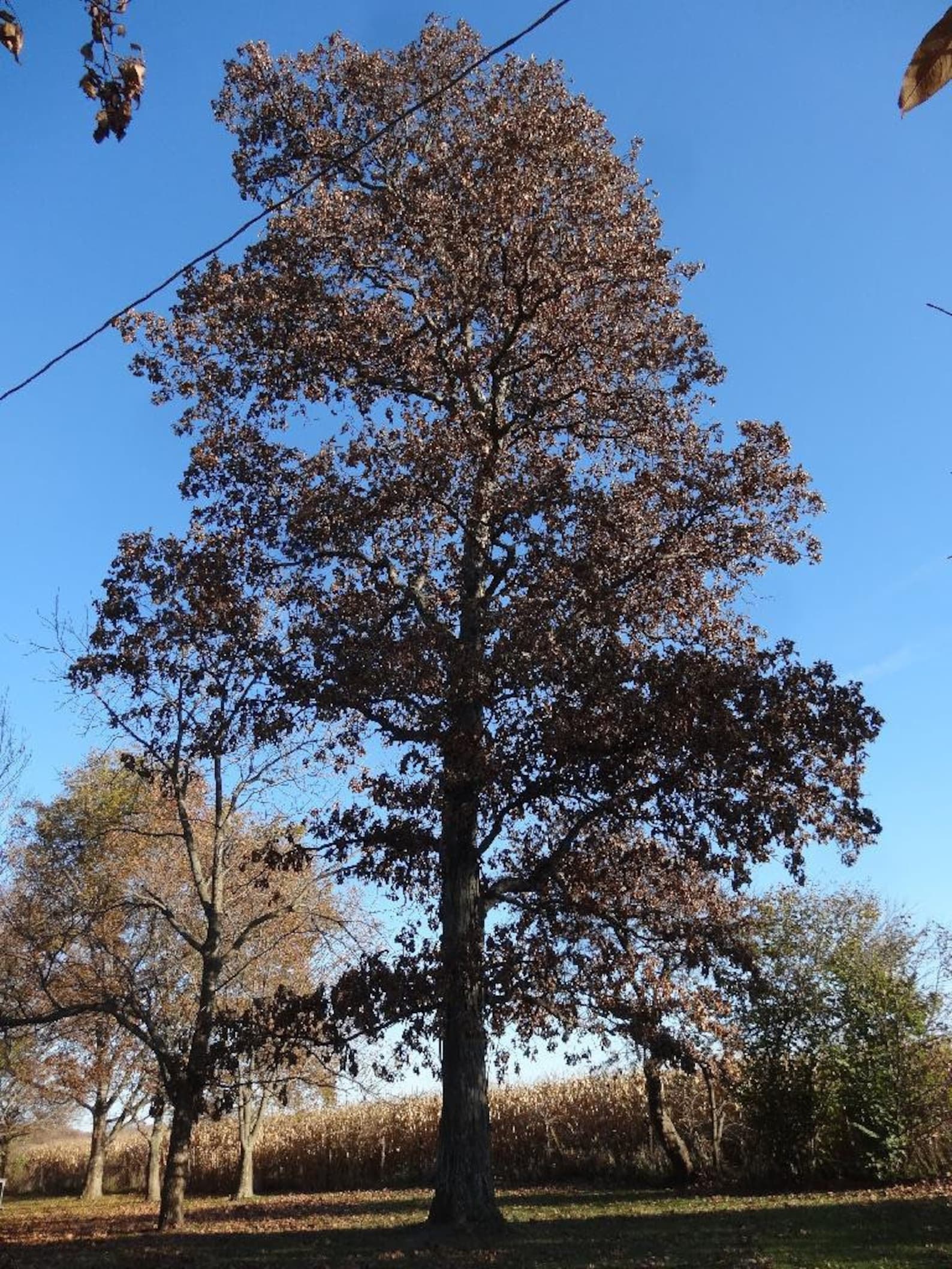 Grainger Shagbark Hickory carya Ovata Seedling Prime Best