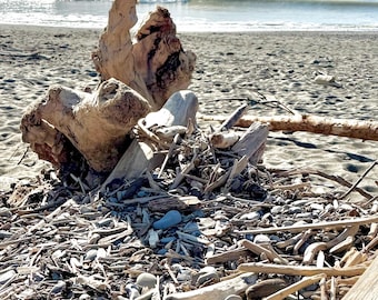 Oregon Coast Driftwood, Custom 40 pieces 10"-12" long