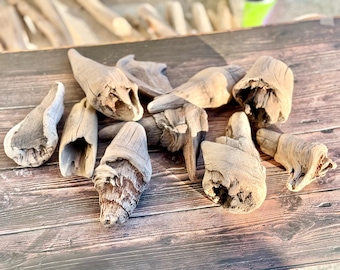 Oregon Coast Driftwood Knots: Natural Coastal Decor, DIY Crafts - 10 Pieces