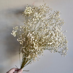 Dried Gypsophila Individual Stem | Gypsophila Letterbox Stems | Gift for girlfriend | wife | Mother’s Day | Letterbox gift | Dried Flowers