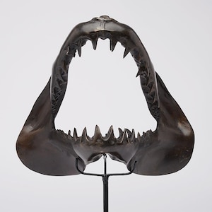 Bronze Mako Shark Jaw Sculpture – Marine Predator Replica for Ocean Decor & Collector Display, Luxury Room Styling, Mantel Styling - BR097