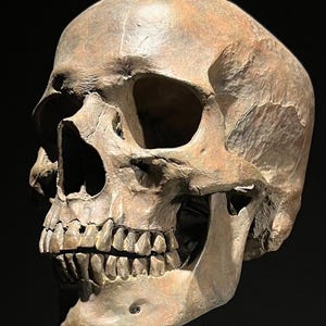 Brown Human Skull Resin Sculpture on Stand - Modern Home Decor, Gothic Accent, Anatomical Gothic Decor, Museum Quality Skull - RS032