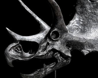 Black Triceratops Skull Resin Sculpture: Dinosaur Fossil Replica, Home Decor Accessories - RS001