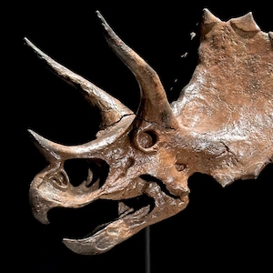 Triceratops Skull Resin Sculpture: Jurassic Home Decor, Decorative Pieces - RS002